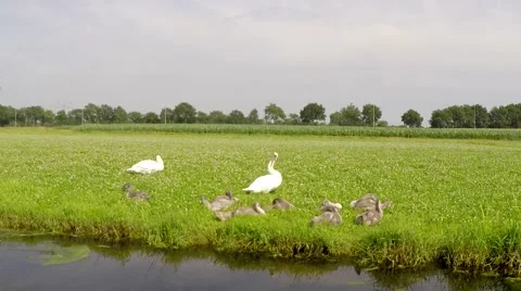 Swans and chicks cygnus at the river side passing train in background 4k Stock Footage 52940323