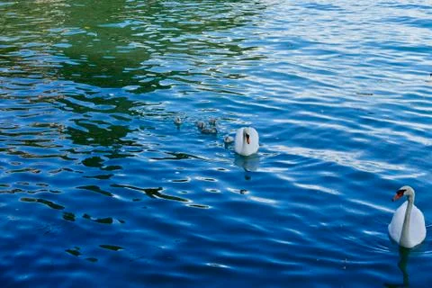 Swans and chicks Stock Photos