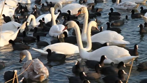 Swans and coots (2/5) Vídeos de archivo 8157449