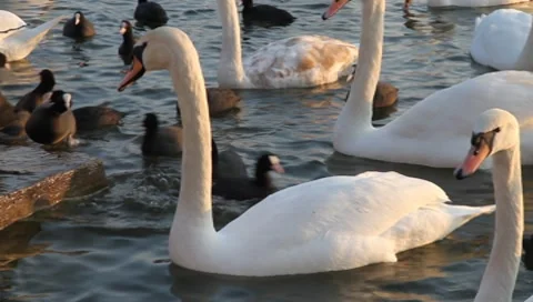 Swans and coots (3/5) Vídeos de archivo 8157701