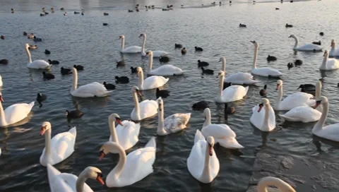 Swans and coots (4/5) Vídeos de archivo 8157633