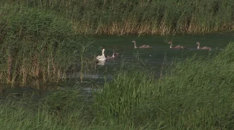 SWANS AND CYGNETS Stock Footage 55772942