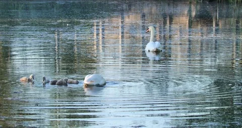 Swans and cygnets glide across reflective pond water Stock Footage 344690776