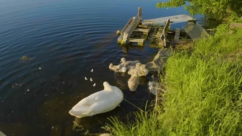 Swans and Cygnets at a Lakeside Dock on a Sunny Day Stock Footage 326314494