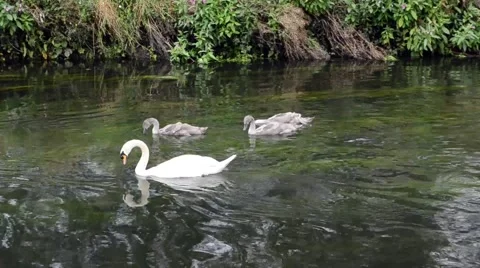 Swans and Cygnets on a River Stock Footage 54143733