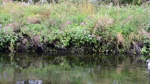 Swans and Cygnets on a River Video stock 54144670