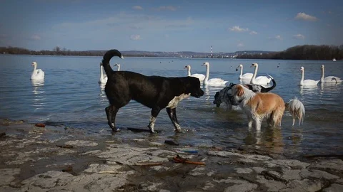 Swans and dogs playing at nice spring day Stock Footage 87646102