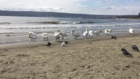 Swans and doves on the shore Stock Footage 344684999