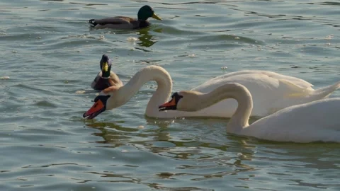 Swans and ducks are gracefully swimming together in the peaceful and tranquil Stock Footage 305196796