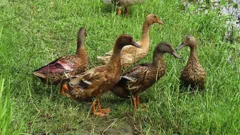 Swans And Ducks Basking in The Sun Near Lake Stock Footage 153383248