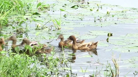Swans And Ducks Basking in The Sun Near Lake Stock Footage 153383920