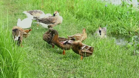 Swans And Ducks Basking in The Sun Near Lake Stock Footage 153384119