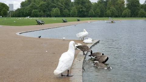 Swans And Ducks Clean Feather In Hyde Park Stock Footage 104624172