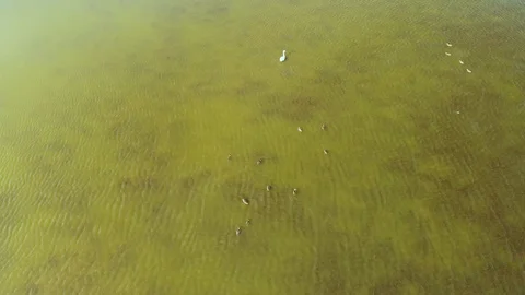 Swans and Ducks on the Estuary Stock Footage 97633900