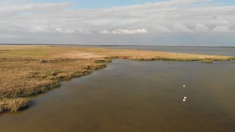 Swans and Ducks, Flight Over the Estuary Stock Footage 97634095