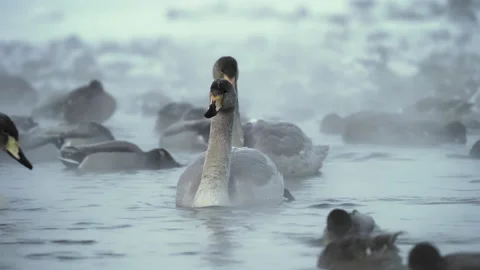 Swans and ducks fly in winter. Stock Footage 170445496