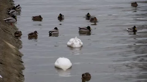 Swans and ducks Video stock 21253446