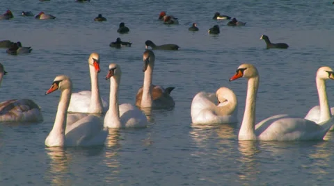 Swans and ducks. Stock Footage 35986528