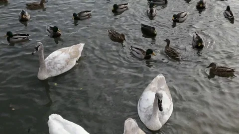 Swans and ducks. 動画素材 70366921