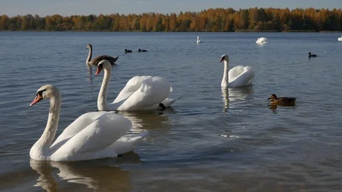 Swans and ducks. Video stock 117098691