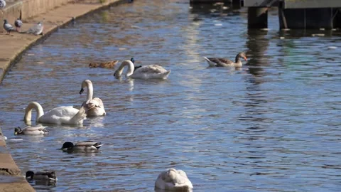 Swans and Ducks Stock Footage 239485636