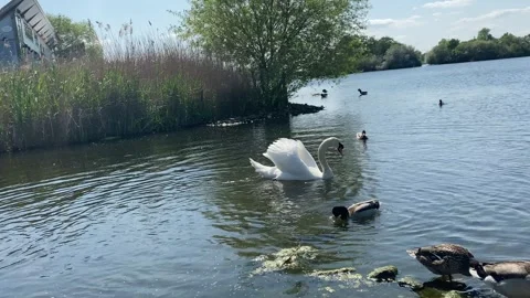 Swans and Ducks Stock Footage 241806774