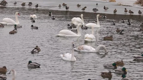 Swans and ducks gather in a partially frozen lake, swimming peacefully Stock Footage 303477893