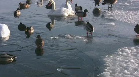 Swans and ducks on ice Stock Footage 34291018