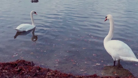 Swans and ducks in lake in autumn Stock Footage
