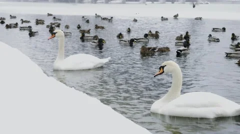 Swans and ducks on the lake Stock Footage 62887796