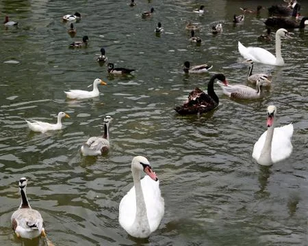 Swans and ducks Stock-Fotos