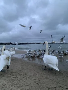  Swans and ducks  Stock Photos