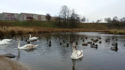 Swans and Ducks in river Stock Footage 98705218