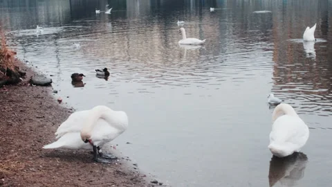 Swans and ducks on the river at winter swimming and grooming Stock Footage 142480629