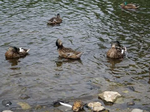 Swans and ducks at Ross Castle Stock Photos
