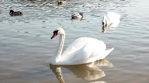 Swans and ducks in the spring on the pond Stock Footage 196736611