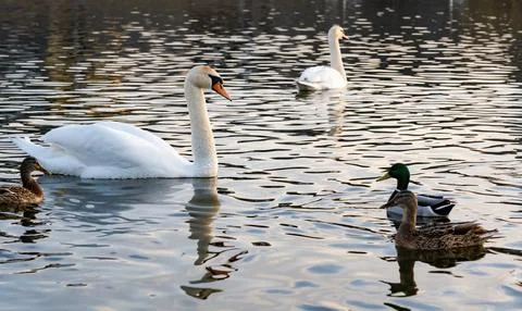 Swans and ducks swimming in a calm lake during sunset Stock Photos