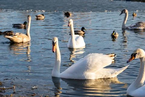 Swans and ducks swimming gracefully in a serene lake at sunset Stock Photos