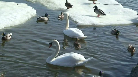 Swans and ducks three Stock-Footage 67516