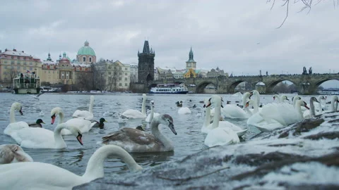 Swans and ducks on Vltava river Stock Footage 217416304