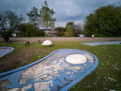 Swans and Geese in Park with Mini Golf Course Stock Photos
