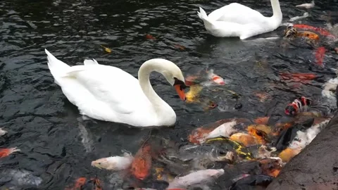 Swans and koi fish being fed by zoo visitors. the fish are patterned red, wh Stock Footage 263176520