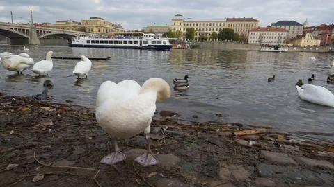 Swans and other birds Stock Footage 82943728