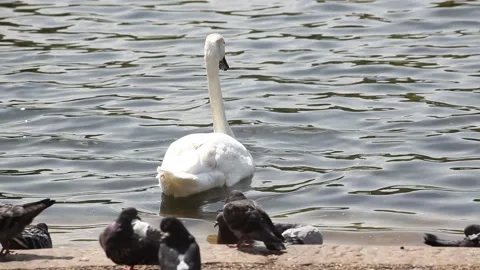 Swans and pigeons in Hyde Park Stock Footage 166367294