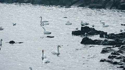 Swans and seagulls Stock Footage 270267601