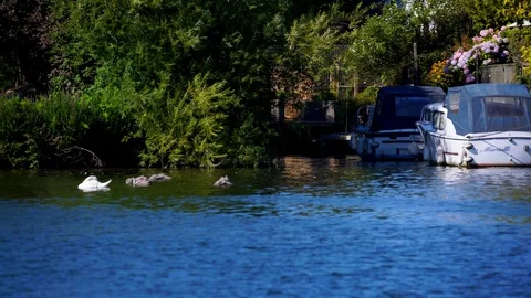 Swans and signets floating on river on sunny day UK Stock Footage 106773687