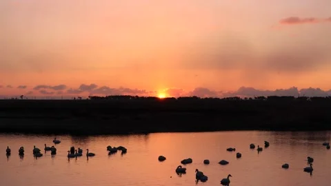 Swans and water surface illuminated by the morning sun　3 Stock Footage 234282547