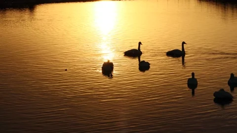 Swans and water surface illuminated by the morning sun Stock Footage 234282550