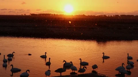 Swans and water surface illuminated by the morning sun　2 Stock Footage 234282956