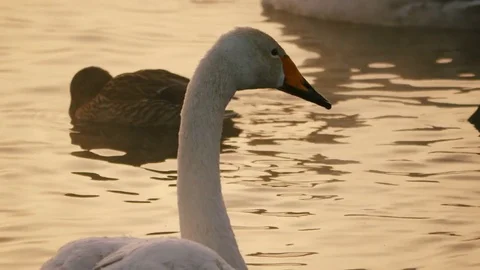 Swans and wild ducks floating on the lake at sunset Stock Footage 72642027